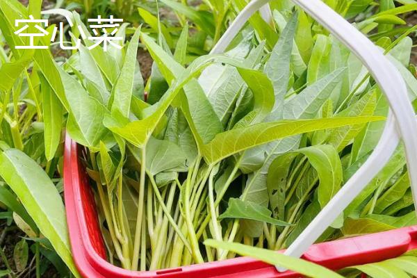 夏季如何避免蔬菜早衰,可采取清沟排渍、灌水降温、追施肥料等措施