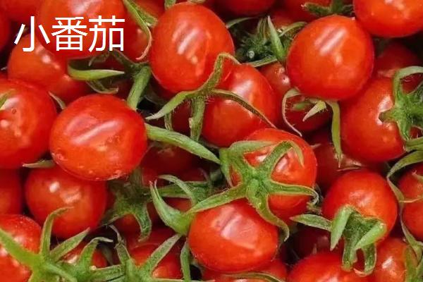 夏季如何避免蔬菜早衰,可采取清沟排渍、灌水降温、追施肥料等措施