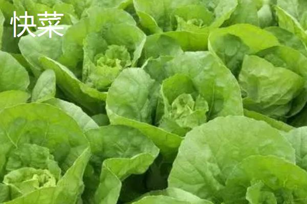 夏季如何避免蔬菜早衰,可采取清沟排渍、灌水降温、追施肥料等措施