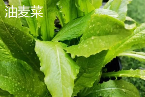 夏季如何避免蔬菜早衰,可采取清沟排渍、灌水降温、追施肥料等措施