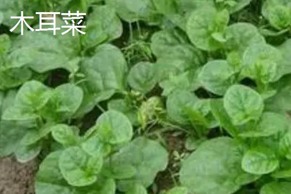 夏季如何避免蔬菜早衰,可采取清沟排渍、灌水降温、追施肥料等措施