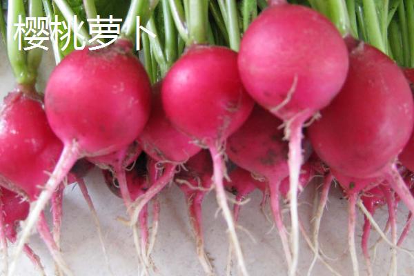 夏季如何避免蔬菜早衰,可采取清沟排渍、灌水降温、追施肥料等措施