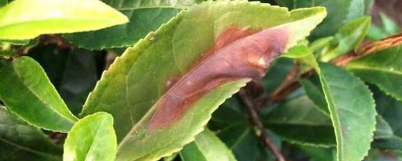 茶树褐色叶斑病和冻害有什么区别