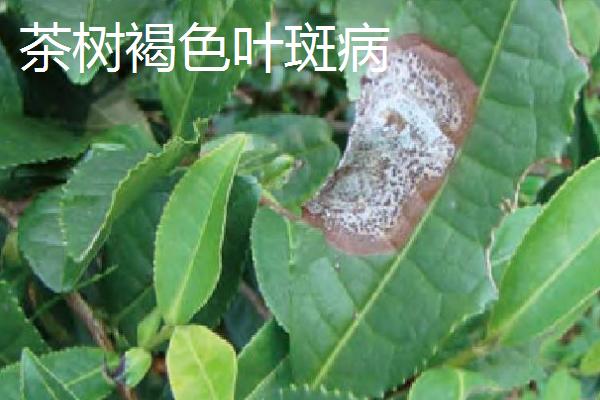 茶树褐色叶斑病和冻害有什么区别,病斑上会出现灰色霉层、冻害斑无霉层