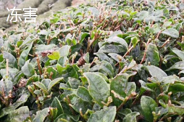 茶树褐色叶斑病和冻害有什么区别,病斑上会出现灰色霉层、冻害斑无霉层