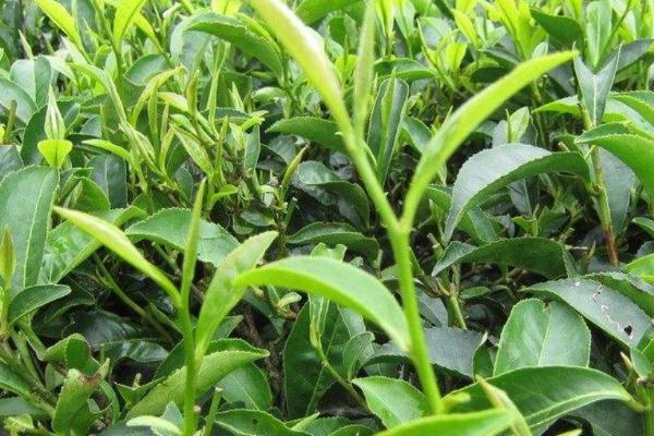 茶树褐色叶斑病和冻害有什么区别,病斑上会出现灰色霉层、冻害斑无霉层