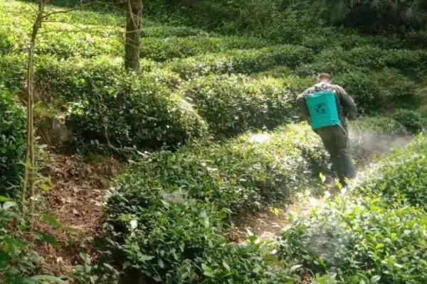 茶树褐色叶斑病和冻害有什么区别,病斑上会出现灰色霉层、冻害斑无霉层