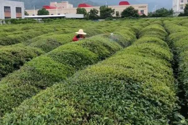 茶树褐色叶斑病和冻害有什么区别,病斑上会出现灰色霉层、冻害斑无霉层