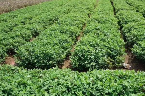 花生怎么种植，深翻土壤、施肥起垄后再播种