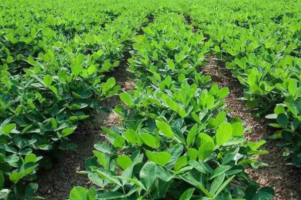 花生怎么种植，深翻土壤、施肥起垄后再播种