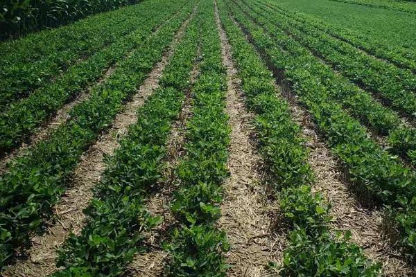 花生怎么种植，深翻土壤、施肥起垄后再播种