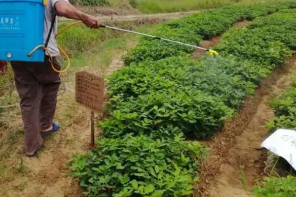 花生怎么种植，深翻土壤、施肥起垄后再播种