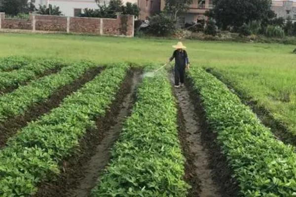 花生怎么种植，深翻土壤、施肥起垄后再播种