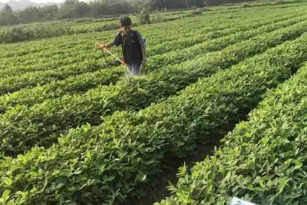 花生怎么种植，深翻土壤、施肥起垄后再播种