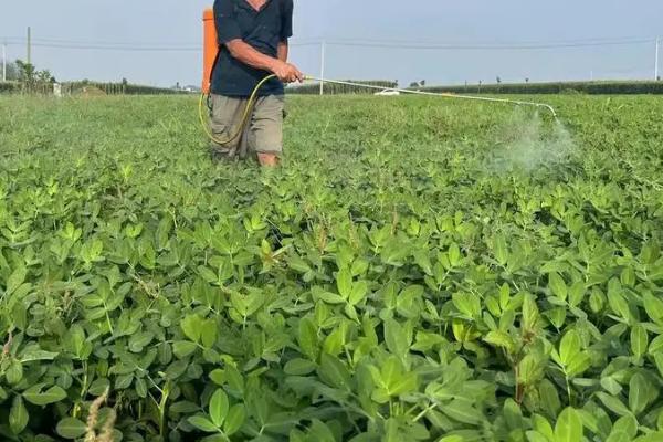 花生怎么种植，深翻土壤、施肥起垄后再播种