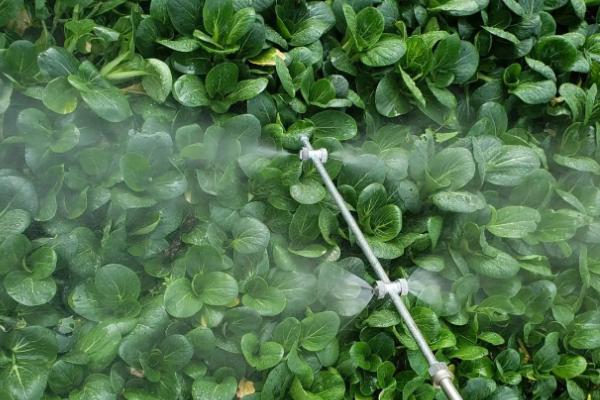 农药交叉混用需注意什么，菌类生物农药不能和化学农药混用