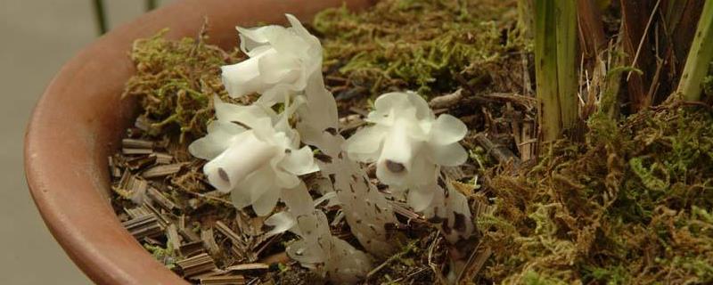 如何栽培水晶兰