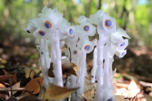 如何栽培水晶兰,生长适温18-25℃