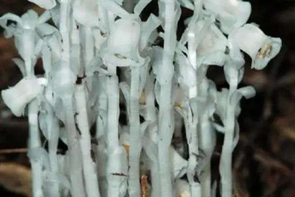 如何栽培水晶兰,生长适温18-25℃