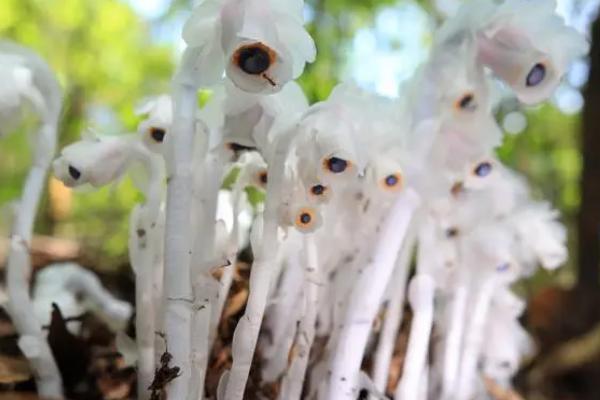如何栽培水晶兰,生长适温18-25℃