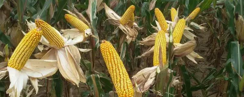 铁研919玉米品种的特征特性