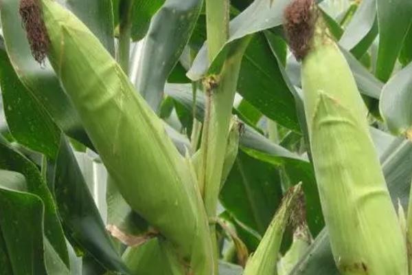 铁研919玉米品种的特征特性,高抗丝黑穗病、中抗穗腐病