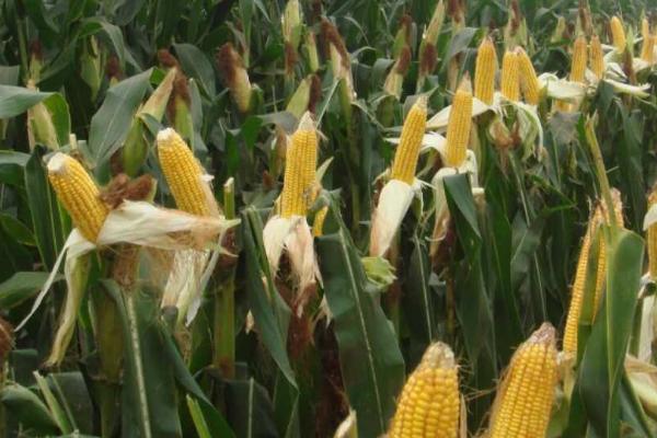 铁研919玉米品种的特征特性,高抗丝黑穗病、中抗穗腐病