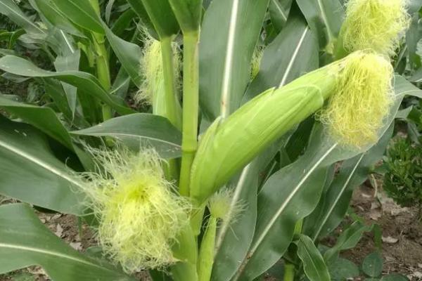 铁研919玉米品种的特征特性,高抗丝黑穗病、中抗穗腐病