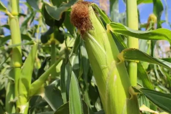 铁研919玉米品种的特征特性,高抗丝黑穗病、中抗穗腐病