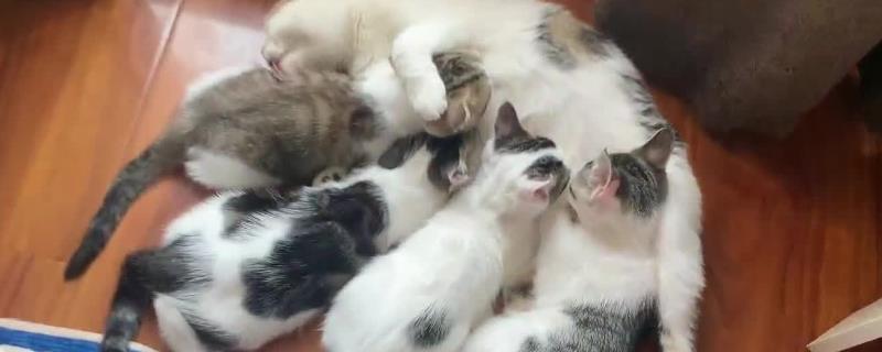 给猫断奶的方法