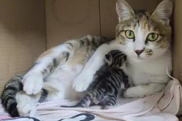 给猫断奶的方法,可将羊奶粉作为母乳的替代品