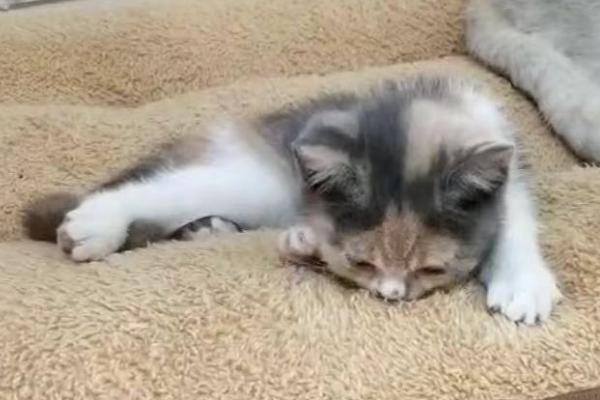 给猫断奶的方法,可将羊奶粉作为母乳的替代品