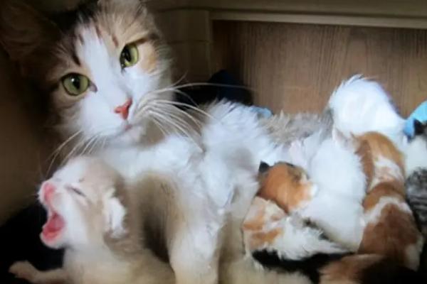 给猫断奶的方法,可将羊奶粉作为母乳的替代品