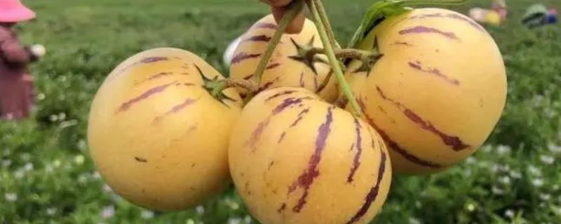 人参果的成熟时间