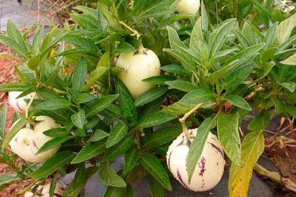 人参果的成熟时间,一般为9-11月份