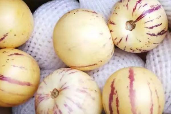 人参果的成熟时间,一般为9-11月份