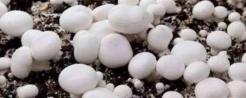 培育双孢菇怎么用好四水