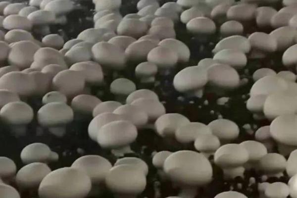 培育双孢菇怎么用好四水,结菇水每平方米可喷洒3公斤