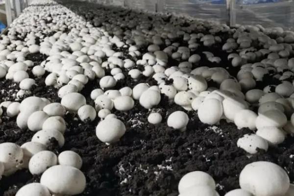 培育双孢菇怎么用好四水,结菇水每平方米可喷洒3公斤