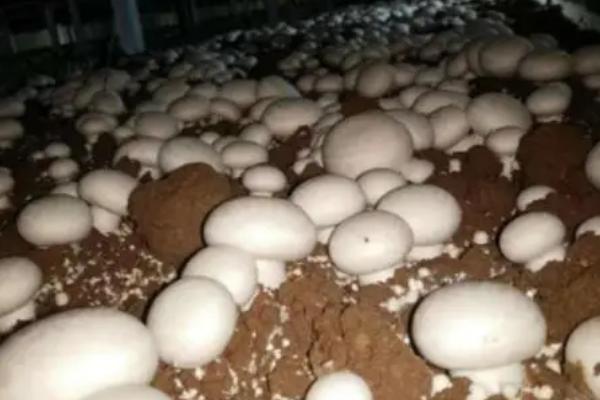 培育双孢菇怎么用好四水,结菇水每平方米可喷洒3公斤