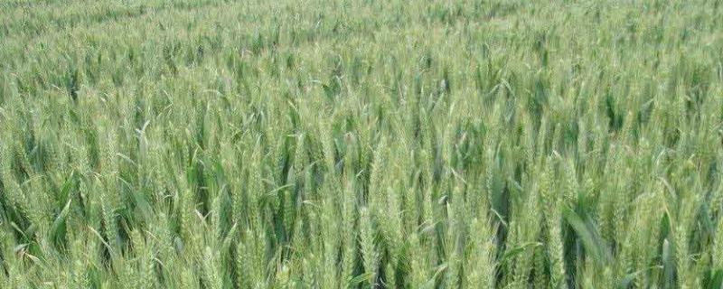 周麦32号高产种植要点