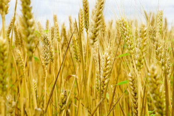 周麦32号高产种植要点，高肥地块每亩应播种8-9公斤