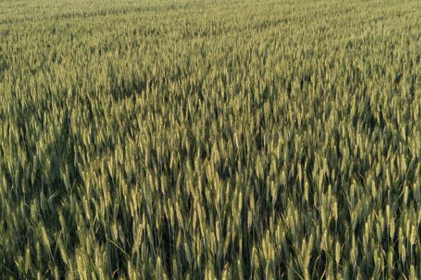 周麦32号高产种植要点，高肥地块每亩应播种8-9公斤