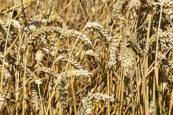 周麦32号高产种植要点，高肥地块每亩应播种8-9公斤