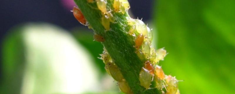 小麦蚜虫如何以虫治虫