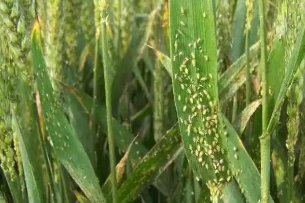 小麦蚜虫如何以虫治虫,瓢虫 、蜘蛛和草蛉虫防治效果好
