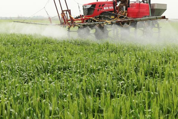 小麦蚜虫如何以虫治虫,瓢虫 、蜘蛛和草蛉虫防治效果好