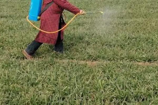 小麦蚜虫如何以虫治虫,瓢虫 、蜘蛛和草蛉虫防治效果好