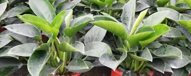 观叶植物冬天如何防寒防冻