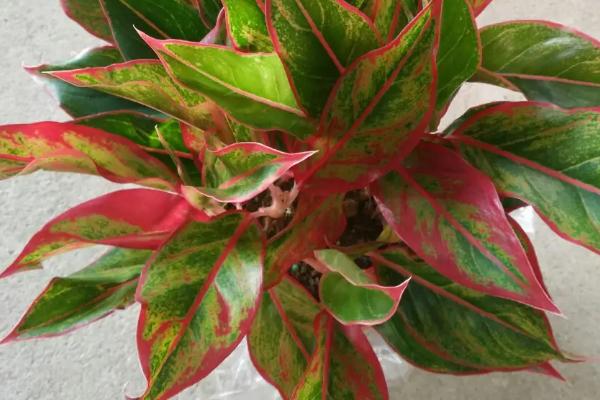 观叶植物冬天如何防寒防冻,需加强施肥管理